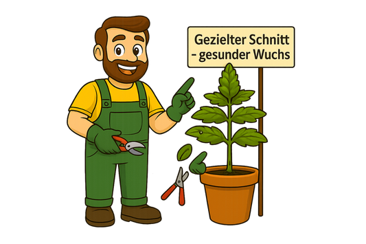 Gärtner Daniel demonstriert eine Schnitttechnik zur Pflanzenpflege, bei der die unteren Triebe entfernt werden, um das Wachstum im oberen Bereich zu fördern.