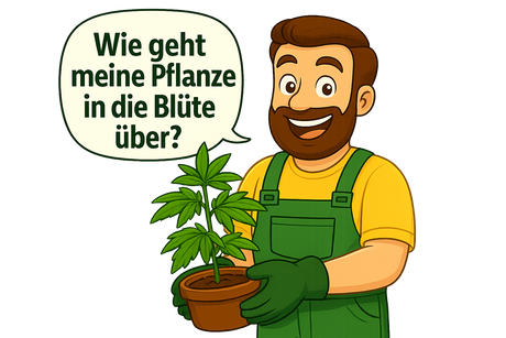Daniel hält eine grüne Topfpflanze in den Händen und stellt sich die Frage, wann der richtige Zeitpunkt für die Blütephase ist.