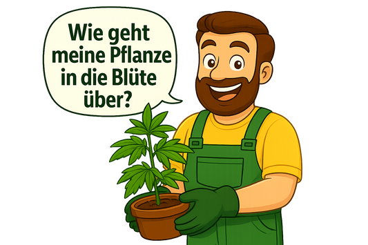Daniel hält eine grüne Topfpflanze in den Händen und stellt sich die Frage, wann der richtige Zeitpunkt für die Blütephase ist.