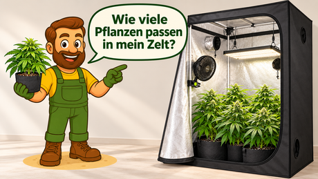 Illustration eines Gärtners vor einer geöffneten Growbox mit Pflanzen und der Frage: Wie viele Pflanzen passen in mein Zelt?