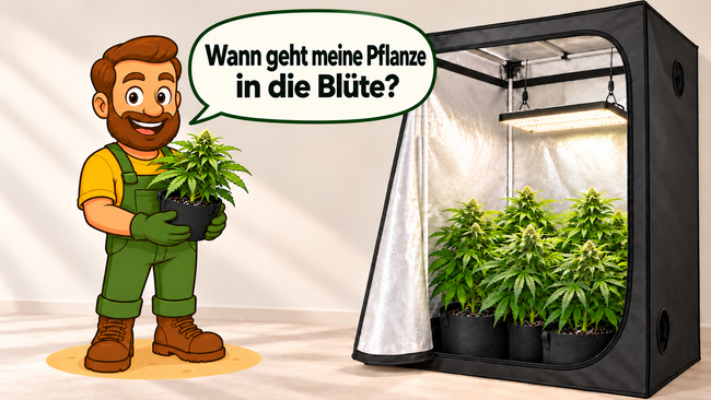 Blütephase einleiten