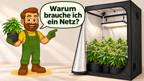 Illustration: Gärtner Daniel zeigt auf ein waagerecht gespanntes SCROG-Netz über den Pflanzen in einer Growbox mit LED-Beleuchtung.