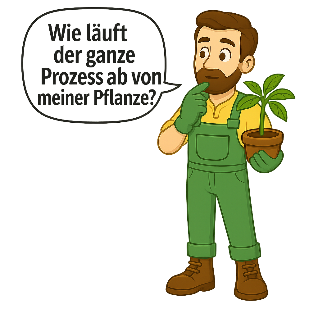Wie läuft der ganze Prozess ab von meiner Pflanze?
