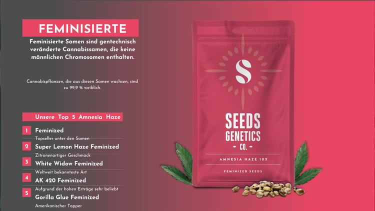Feminiserte Cannabis Samen – garantierte weibliche Pflanzen für hohe Erträge und beste Blütenqualität