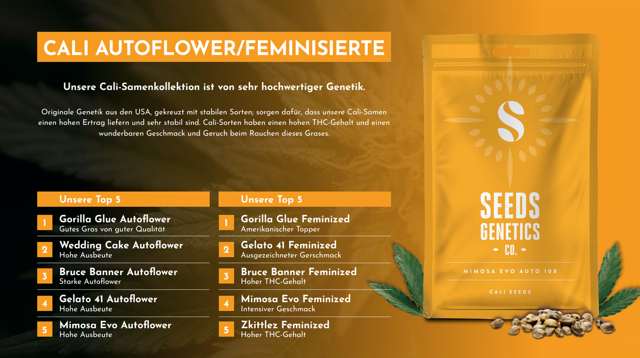 CALI Cannabis Samen – Premium-Genetiken aus Kalifornien für aromatische und ertragreiche Pflanzen