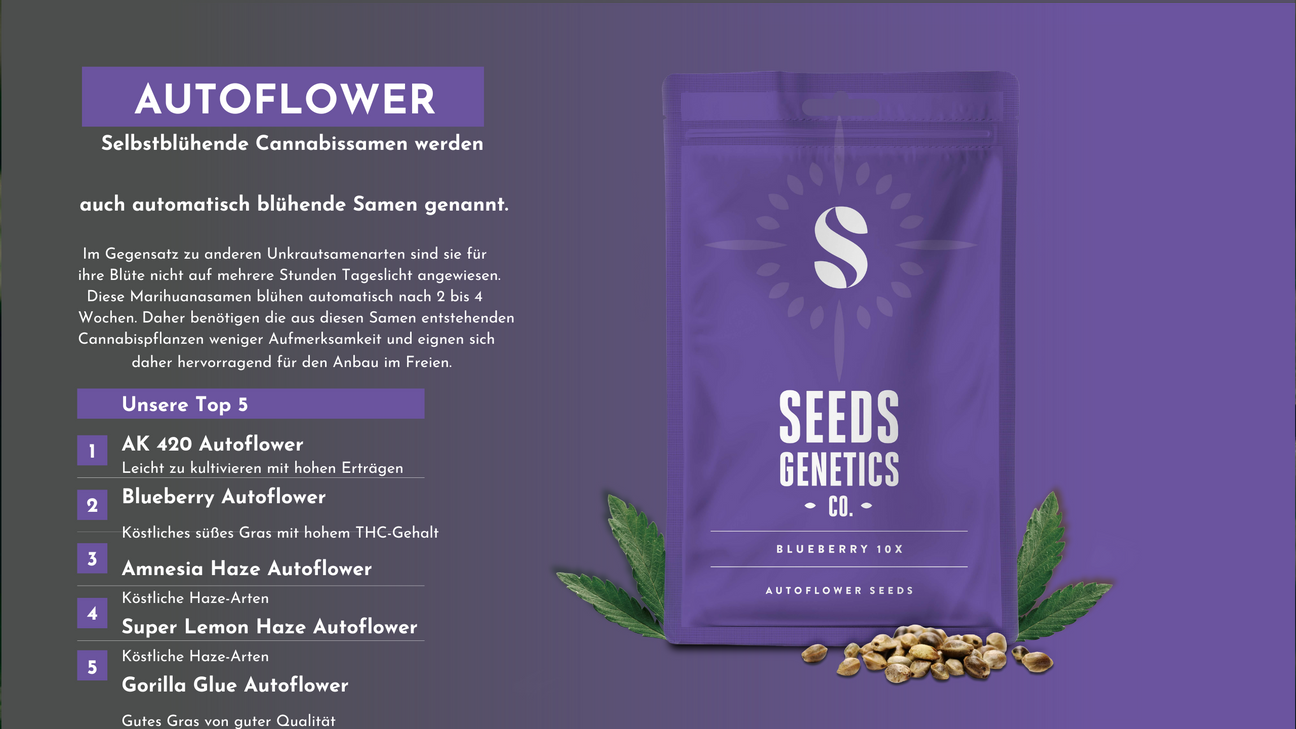 Entdecken Sie unsere hochwertige Auswahl an Autoflower-Samen