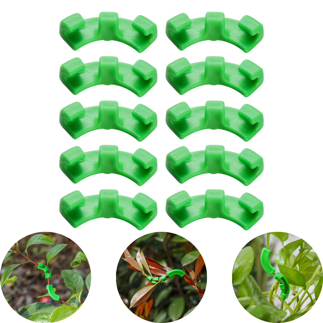 Low Stress Training Clips für Cannabispflanzen – Fördert gesundes Wachstum und gleichmäßige Wuchsrichtung.