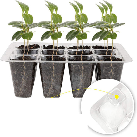 Das Mini-Gewächshaus in Grün ist ideal für die Anzucht von Cannabis und Zucchini. Kompakte Größe, 12 Pflanzlöcher und ein perfektes Mikroklima für gesunde Pflanzenentwicklung..