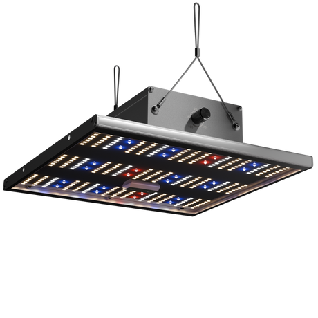 Caluma LED Force 75W Growlampe mit aktivem Vollspektrum – Vorderansicht im Betrieb