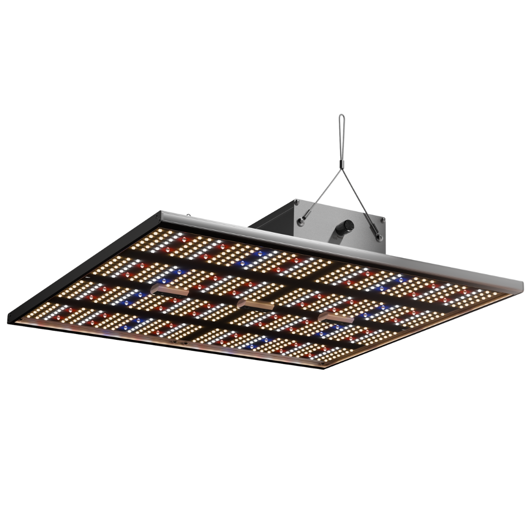 Caluma LED Force 240W im Betrieb – leistungsstarkes Vollspektrumlicht für große Growflächen