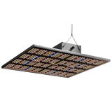 Caluma LED Force 240W im Betrieb – leistungsstarkes Vollspektrumlicht für große Growflächen