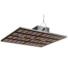 Caluma LED Force 240W im Betrieb – leistungsstarkes Vollspektrumlicht für große Growflächen