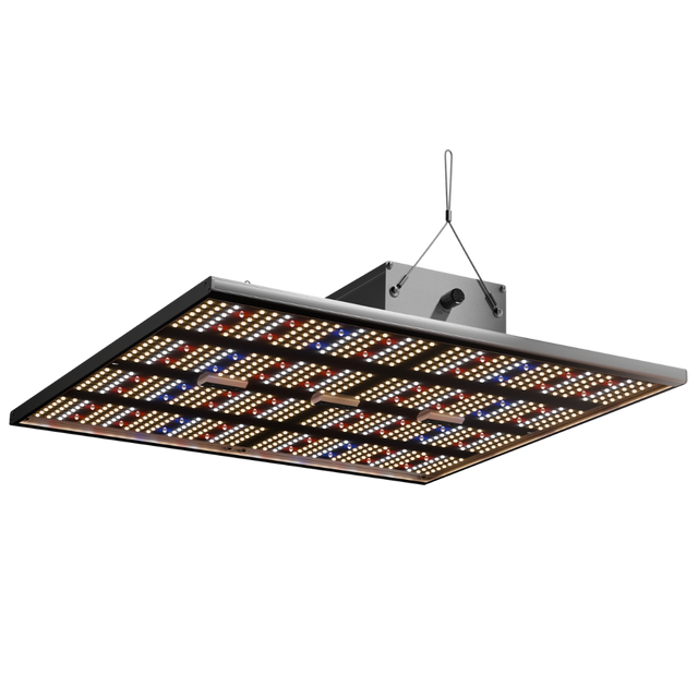 Caluma LED Force 240W im Betrieb – leistungsstarkes Vollspektrumlicht für große Growflächen