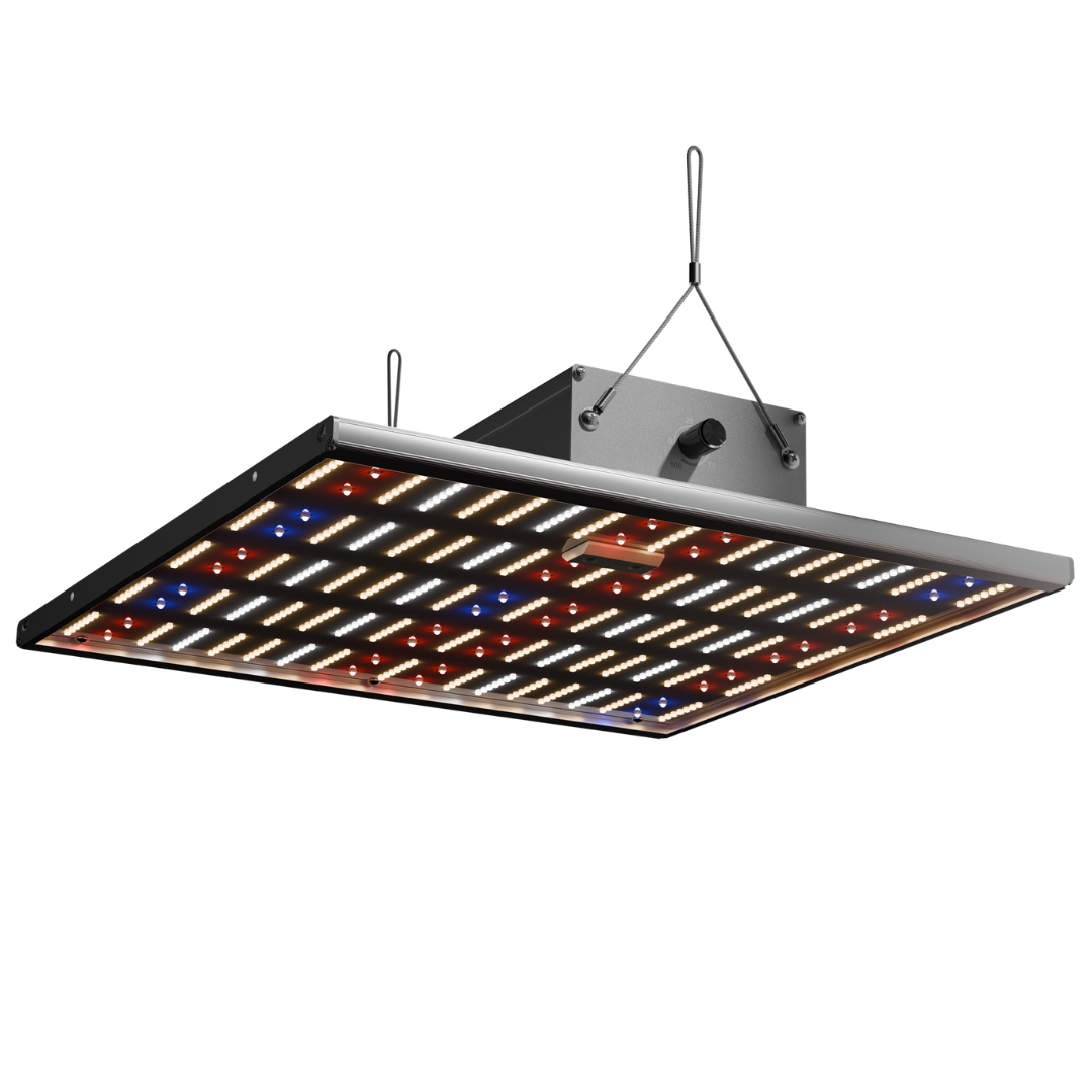 Caluma Force LED 150W Growlampe mit Vollspektrumlicht und Dimmer – Frontansicht im Betrieb