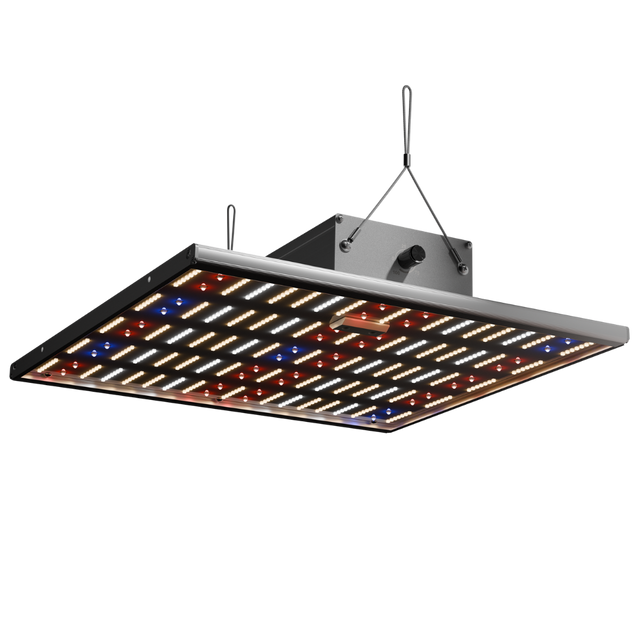 Caluma Force LED 150W Growlampe mit Vollspektrumlicht und Dimmer – Frontansicht im Betrieb