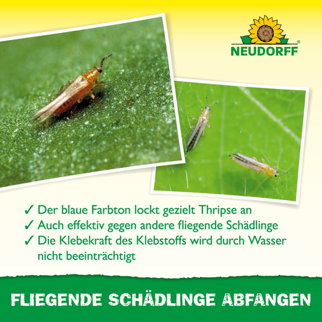 Thripse auf Pflanzenblättern und Wirkungsweise der Neudorff Blau-Sticker
