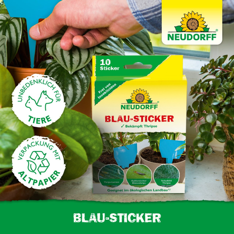 Neudorff Blau-Sticker bei Zimmerpflanzen mit blauer Klebefalle im Pflanztopf