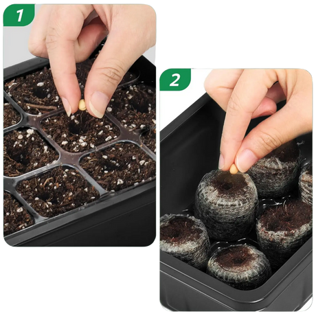 Samen werden in Erde und Torf-Anzuchtpads im Gewächshaus eingepflanzt