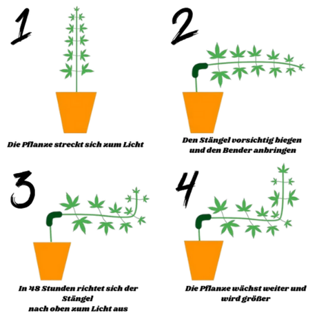 Pflanzen Clips für LST – Ideal für das sanfte Biegen von Cannabispflanzen ohne Schäden.