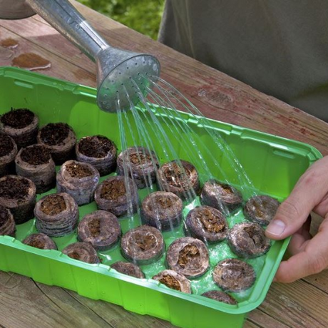 Torfquelltabs werden mit Wasser gegossen, um sie für die Aussaat vorzubereiten
Headup: Wasser gießen