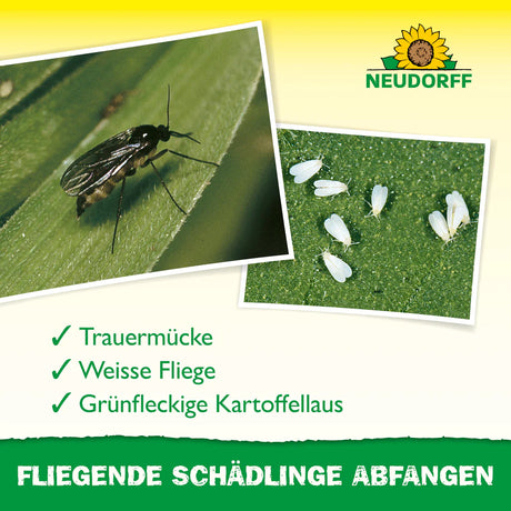 Trauermücke, Weiße Fliege und grünfleckige Kartoffellaus als Zielinsekten der Gelb-Sticker von Neudorff