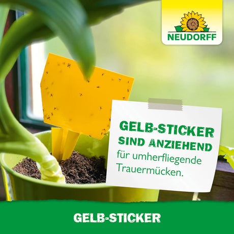 Anwendungsbeispiel eines Gelb-Stickers in einem Blumentopf zur Anziehung von Trauermücken