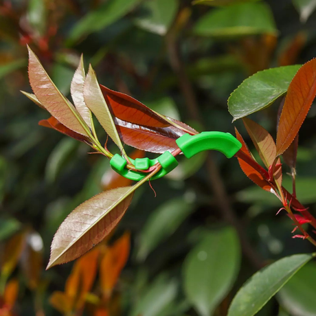 Low Stress Training Clip befestigt an Pflanzenzweig zur optimalen Lichtversorgung.