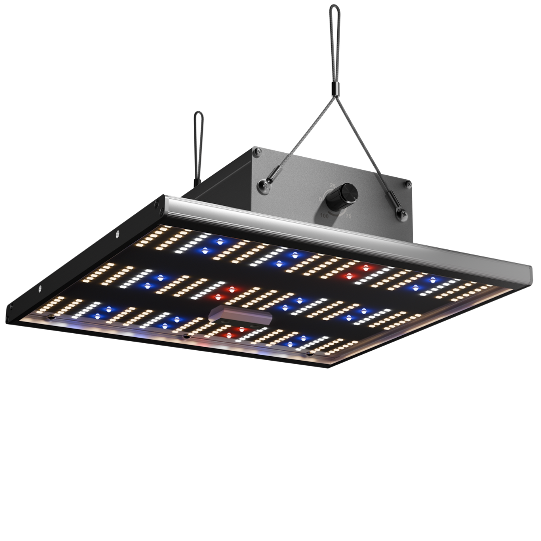Caluma LED Force 75W – leuchtende LEDs in Rot, Blau und Weiß für Pflanzenwachstum und Blüte