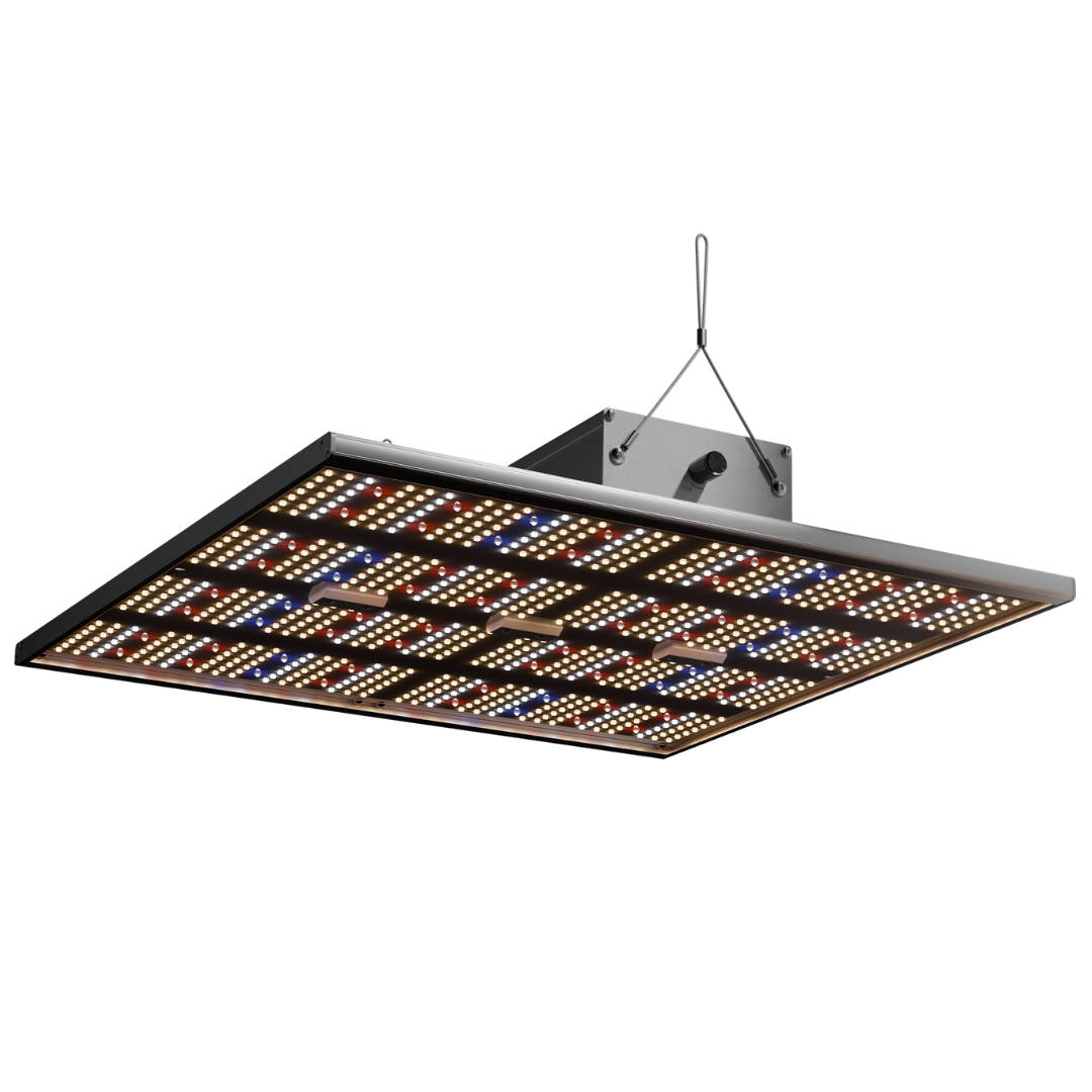 Frontansicht der Caluma LED Force 240W – Kombination aus weißem, rotem und blauem Licht
