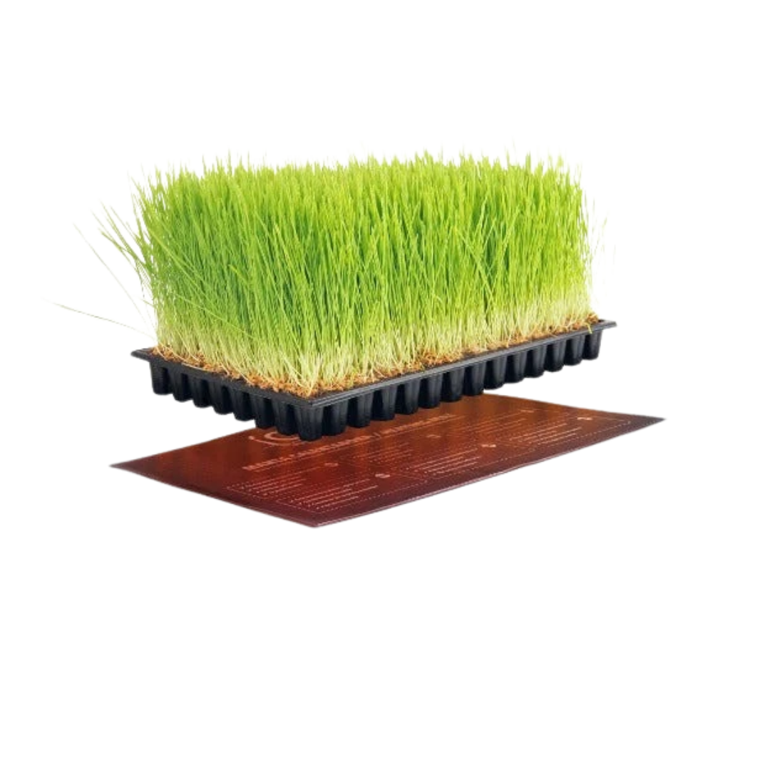 Heizmatte für Stecklinge unter Anzuchtschale, gleichmäßige Wärme für Keimung und Wurzelbildung