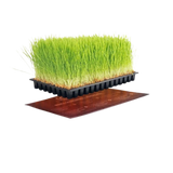 Heizmatte für Stecklinge unter Anzuchtschale, gleichmäßige Wärme für Keimung und Wurzelbildung