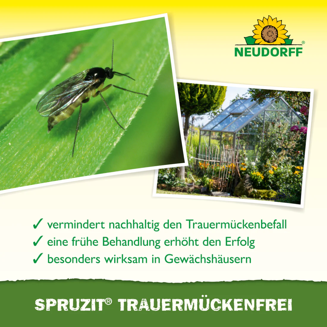 Trauermückenbekämpfung mit Spruzit – besonders wirksam im Gewächshaus, frühe Behandlung erhöht den Erfolg