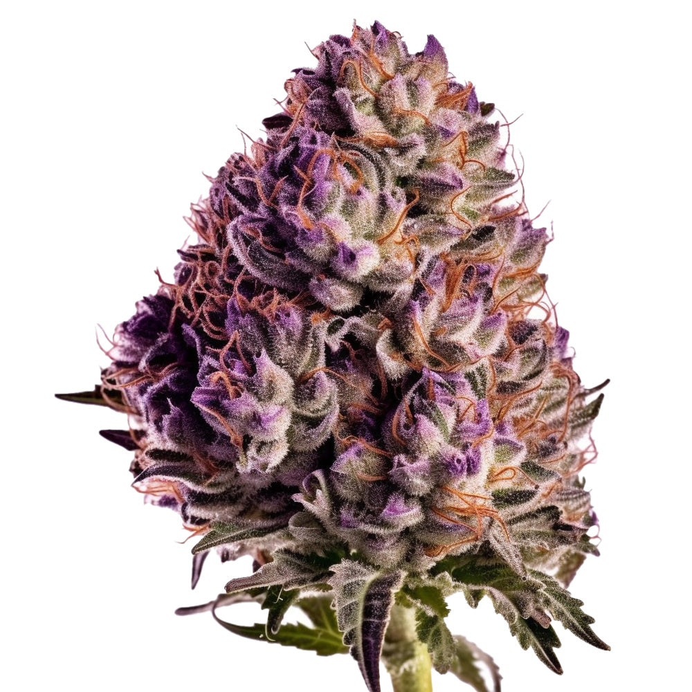 Blueberry Automatic Cannabis-Samen mit 19 % THC und 75 % Indica, 25 % Sativa. Süß-fruchtiges Heidelbeeraroma, ideal für Anfänger und erfahrene Grower, die eine aromatische Ernte anstreben.