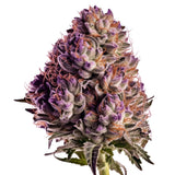 Blueberry Automatic Cannabis-Samen mit 19 % THC und 75 % Indica, 25 % Sativa. Süß-fruchtiges Heidelbeeraroma, ideal für Anfänger und erfahrene Grower, die eine aromatische Ernte anstreben.