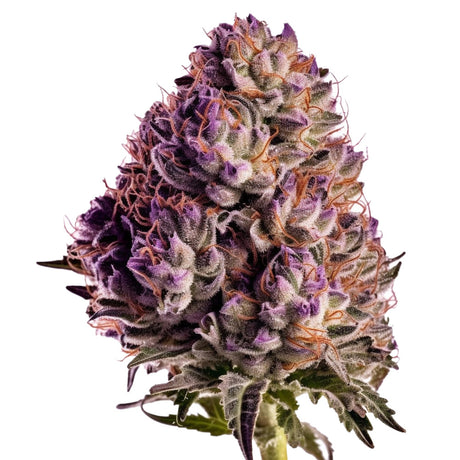 Blueberry Automatic Cannabis-Samen mit 19 % THC und 75 % Indica, 25 % Sativa. Süß-fruchtiges Heidelbeeraroma, ideal für Anfänger und erfahrene Grower, die eine aromatische Ernte anstreben.