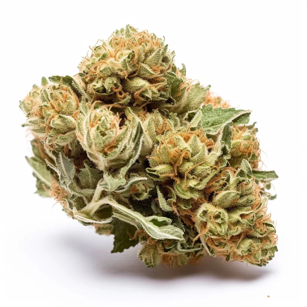 Bruce Banner feminisierte Cannabissamen mit 27 % THC, 50 % Sativa und 50 % Indica. Starke, ausgewogene Hybridsorte für Anfänger und erfahrene Züchter.