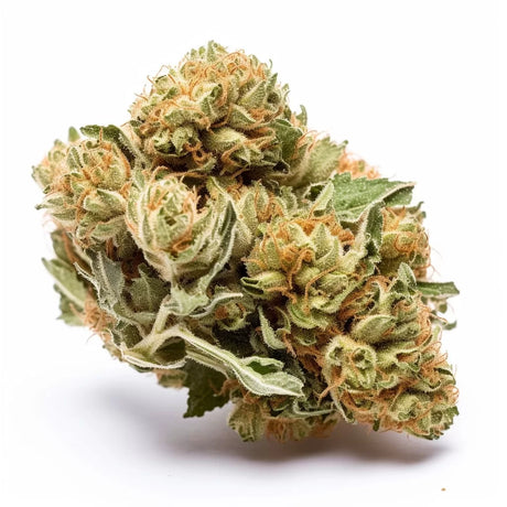 Bruce Banner feminisierte Cannabissamen mit 27 % THC, 50 % Sativa und 50 % Indica. Starke, ausgewogene Hybridsorte für Anfänger und erfahrene Züchter.