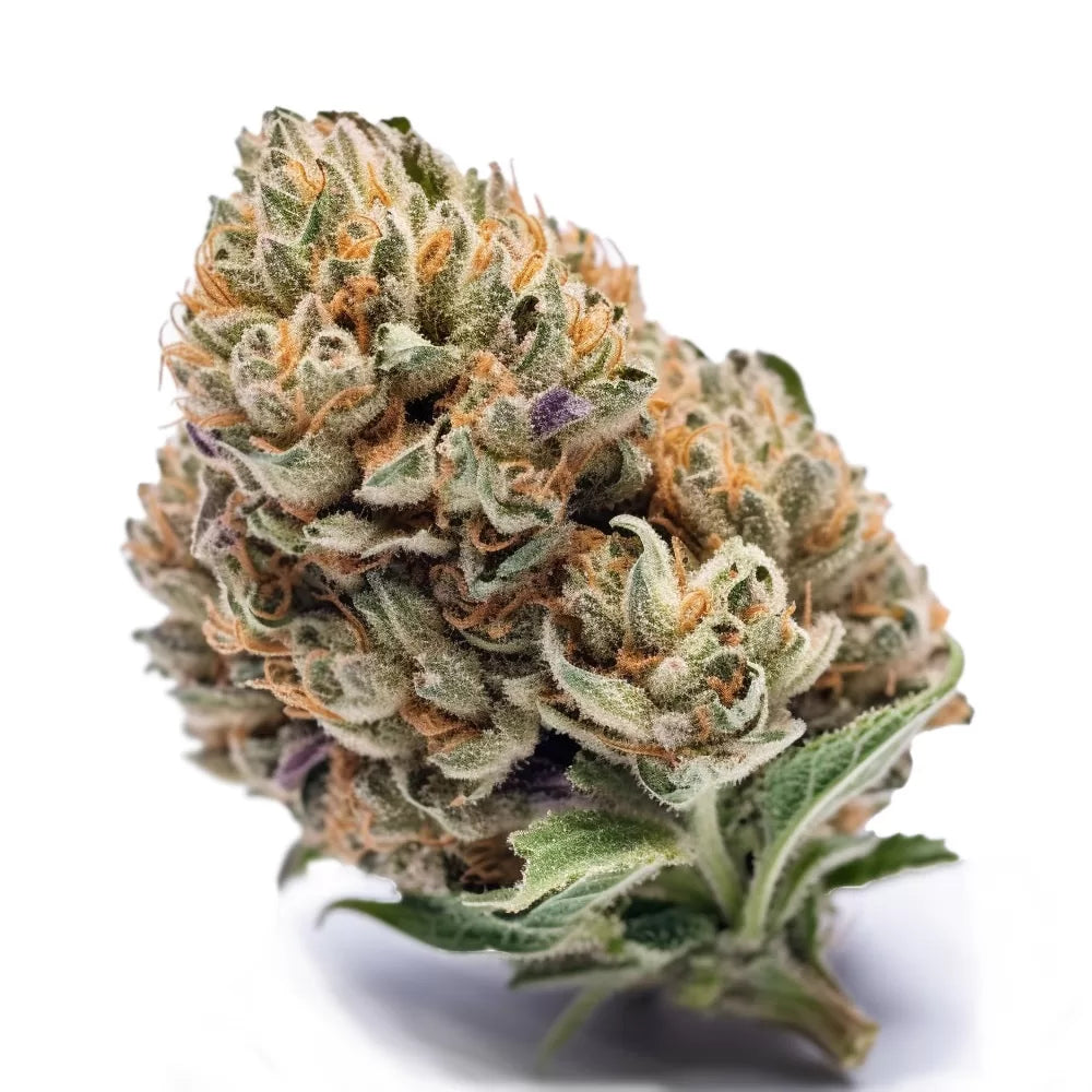 Cookies Automatic Cannabissamen sind selbstblühende, Indica-dominante Pflanzen, die aus der Kreuzung von Girl Scout Cookies und Ruderalis hervorgegangen sind. Mit einer schnellen Blütezeit von nur 8 Wochen und einem THC-Gehalt von etwa 18 % bieten sie eine einfache Anbauerfahrung und eine hohe Ernte, perfekt für Grower, die unkomplizierte Pflege und schnelle Ergebnisse suchen.