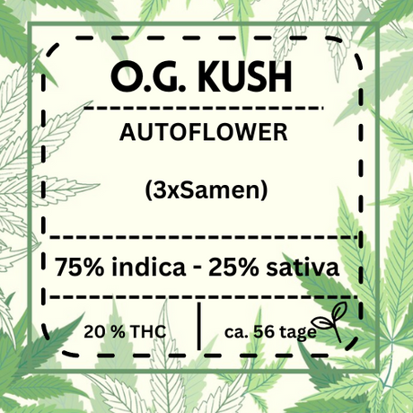 OG Kush Automatic – Beliebte, hochwertige Cannabis-Sorte mit hohem THC-Gehalt (20 %) und schneller Blütezeit von 8-9 Wochen. Ideal für Indoor- und Outdoor-Anbau.