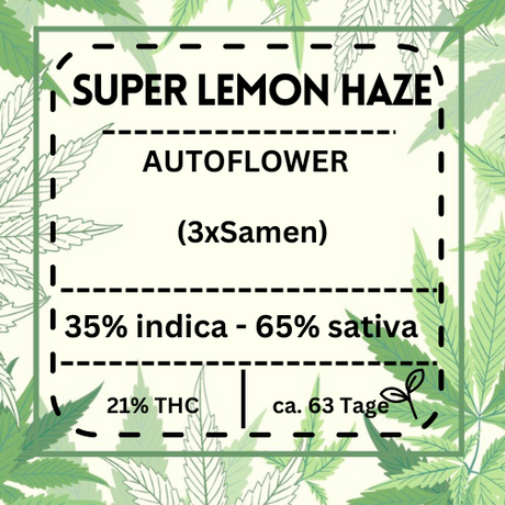 Super Lemon Haze Automatic – Sativa-dominante Cannabissamen (65 % Sativa), 9 Wochen Blütezeit, hoher THC-Gehalt (21 %), für frische Zitrusaromen und ein klares High.
