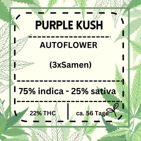 Purple Kush Automatic – Hochwertige Cannabissorte mit bis zu 22 % THC, ideal für Indoor- und Outdoor-Anbau. Ertragreich und einfach zu züchten.