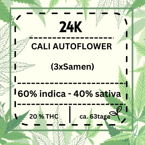 24K Cannabissamen mit einer Reifezeit von 8 bis 9 Wochen, ideal für Züchter, die eine robuste und ertragreiche Pflanze mit der preisgekrönten Genetik von Kosher Kush und Tangie wünschen.