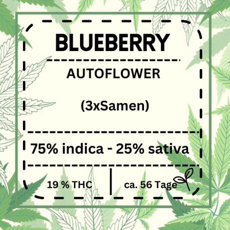 Blueberry Automatic Cannabis-Samen mit 19 % THC und 75 % Indica. Ideal für Anfänger und erfahrene Grower, bietet ein süßes Heidelbeeraroma und eine aromatische Ernte.