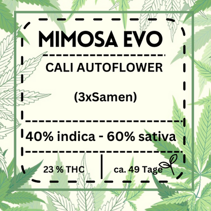 Autoflowering Mimosa Evo Automatic – Hoher THC-Gehalt, hohe Erträge von 400–550 g/m² Indoor, ideal für schnellen Anbau und intensives High.