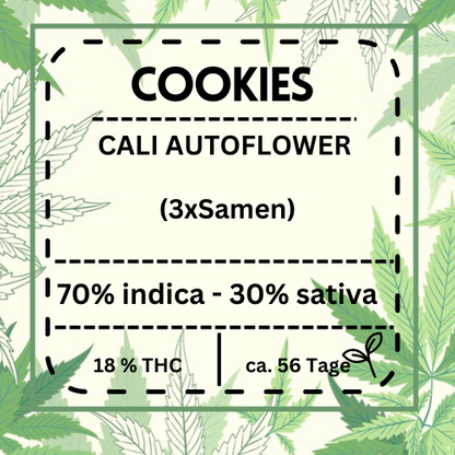 Cookies Automatic Cannabissamen sind eine einfach zu züchtende, selbstblühende Sorte, die aus Girl Scout Cookies und Ruderalis entstand. Mit einer Blütezeit von nur 8 Wochen und etwa 18 % THC ist sie ideal für Grower, die unkomplizierte Pflege und eine reichhaltige Ernte suchen.