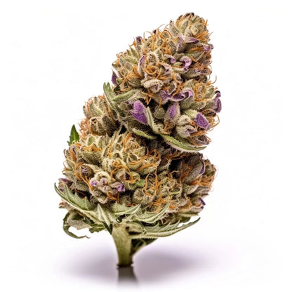 Mimosa Evo Automatic Cannabis-Samen – Fruchtiger Geschmack, hohe Ausbeute und schnelle Erntezeit von 7 bis 8 Wochen für Anfänger und erfahrene Grower.