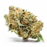 OG Kush Automatic Hanfsamen – Robust, ertragreich und leistungsstark, perfekt für Anfänger und erfahrene Grower, mit einem THC-Gehalt von 20 %.
