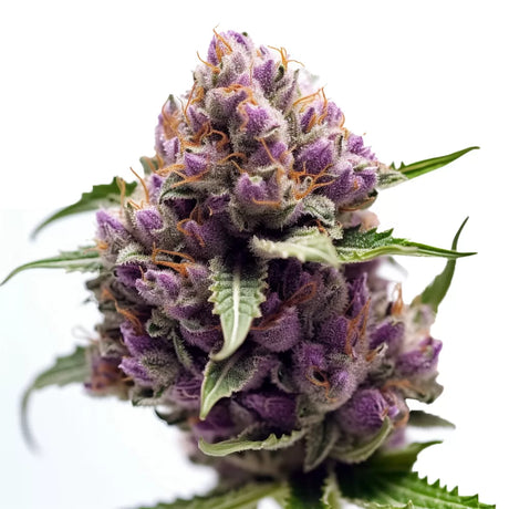 Purple Kush Automatic Hanfsamen – Robust und vielseitig, mit 75 % Indica-Genetik für entspannende Wirkungen und einem Ertrag von 350 – 450 g/m².