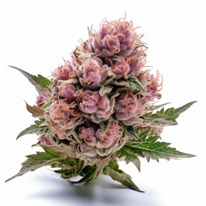Red Wine Feminisiert – 3 Samen mit hohem THC-Gehalt (25 %), exzellenter Indoor-Ertrag (650 g/m²) und fruchtig-süßem Geschmack, ideal für Outdoor-Anbau.
