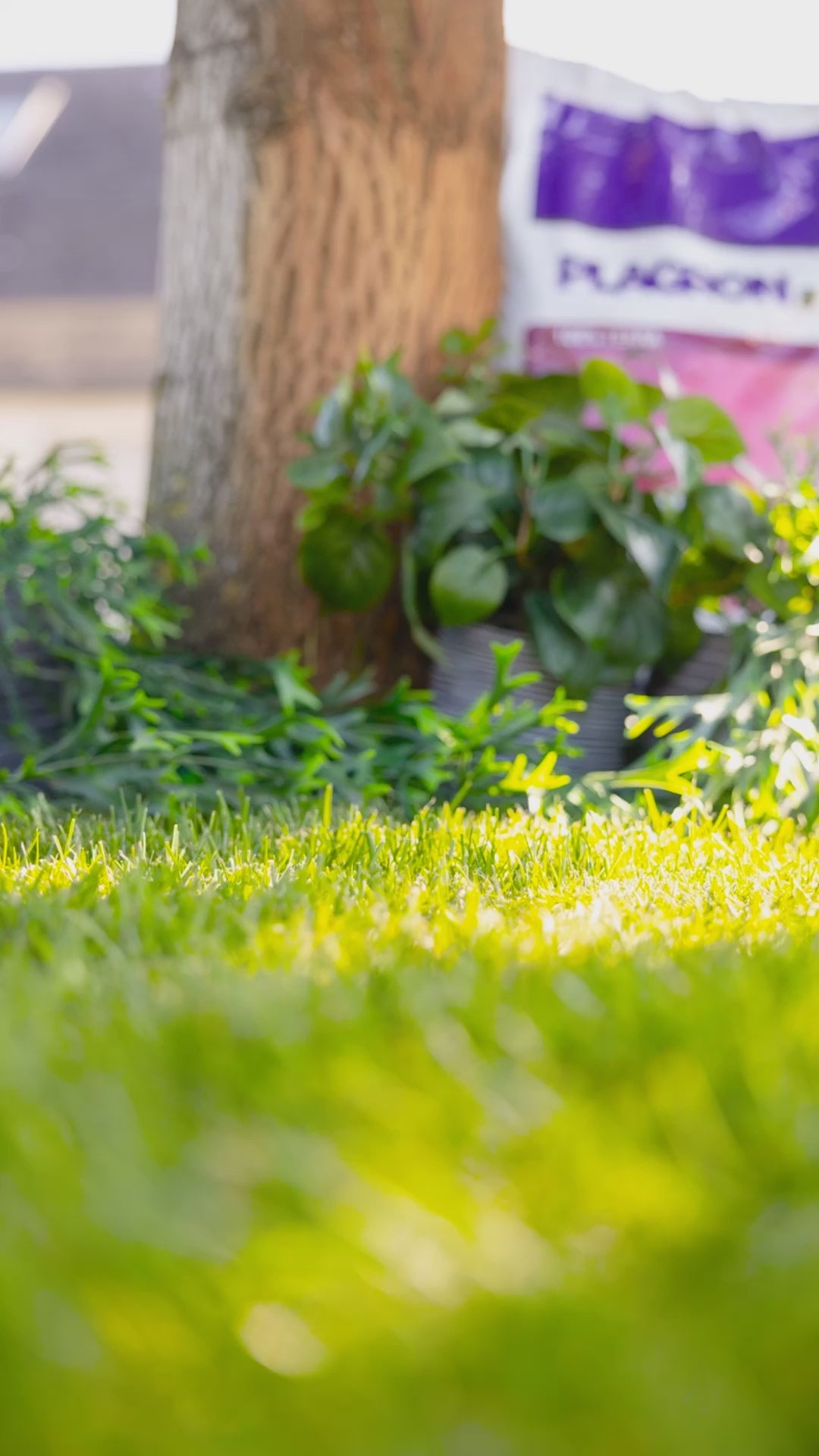 Plagron Easy Pack 100% Terra – Düngerset für Wachstum und Blüte